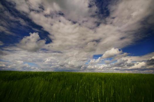 Поля в окрестностях Сомбора