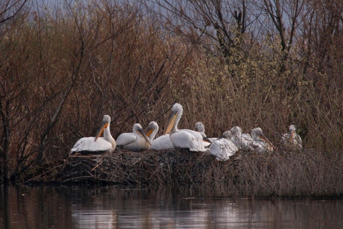 Пеликаны на Скадарском озере. Фото: Nacionalni Parkovi Crne Gore