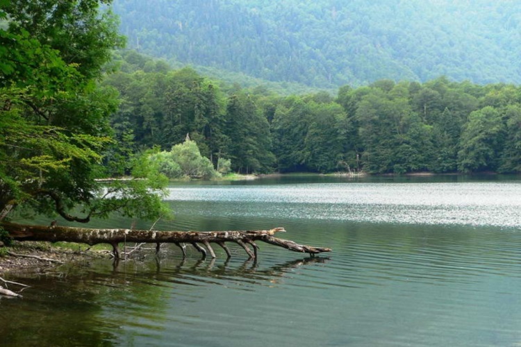 Национальный парк «Биоградска гора». Фото: Vijesti, Dragana Šćepanović