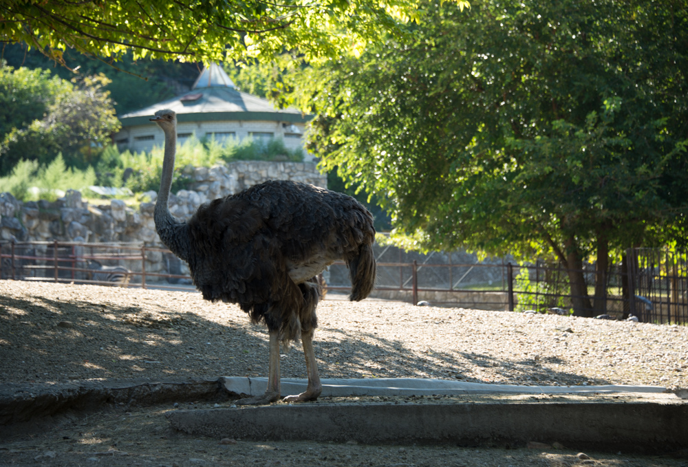 Белградский зоопарк