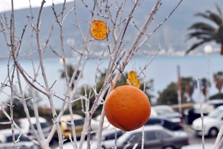 Апельсины в Херцег-Нови. Фото: Bokanews