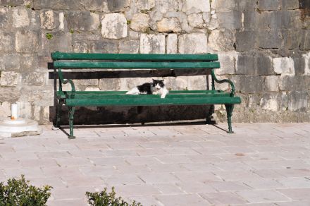 Путеводитель Lonely Planet рекомендует в 2014 г. посетить Котор - город кошек Которский кот. Фото: BalkanPro.ru, Геннадий Порсков
