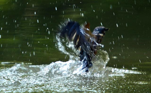 Наводнение в лесах сербской Воеводины