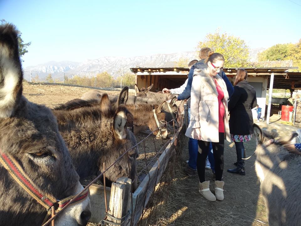 Новогодний праздник на ослиной ферме в Черногории