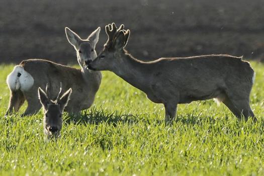 Косули в полях Воеводины
