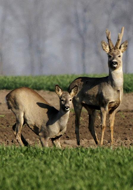 Олени в охотничьем хозяйстве "Сента" в Сербии
