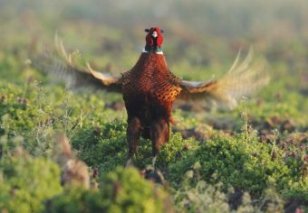 Фазаны в Сербии