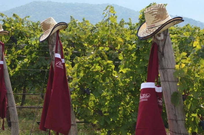 В Черногории собрали более 19,3 млн кг урожая винограда