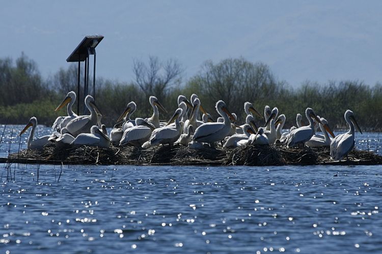 Пеликаны на Скадарском озере. Фото: Национальный парк «Скадарское озеро»