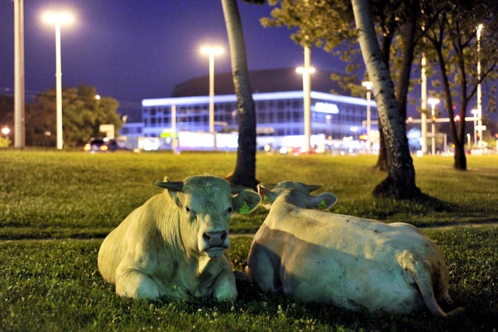 Быки в парке Загреба