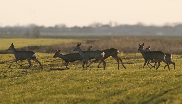 Живописные пейзажи окрестностей сербской Сенты