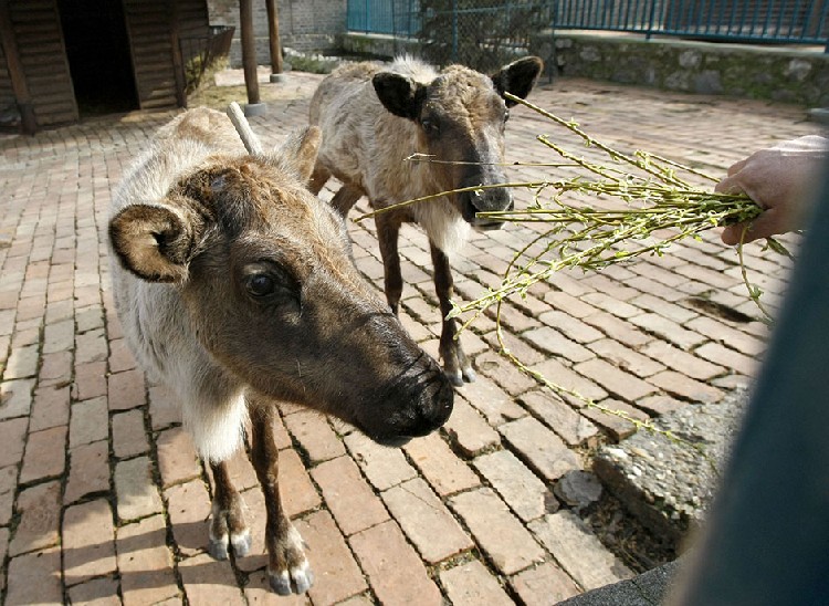 Два северных оленя - новые обитатели зоопарка Белграда