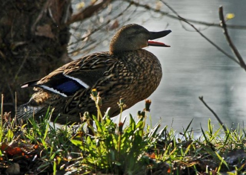 Весеннее утро в окрестностях сербского города Банатски-Карловац