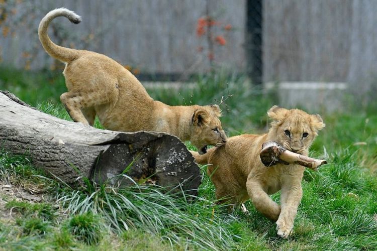 Зоопарк в Загребе. Фото: Jutarnji.hr, Ronald Goršić, CROPIX Зоопарк в Загребе в ноябре 2016 года