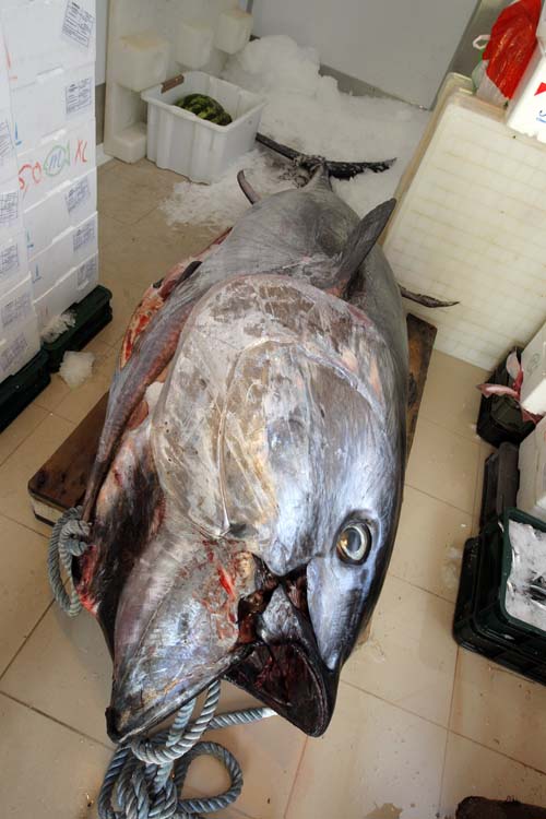 Улов хорватских рыбаков вблизи Ровиня