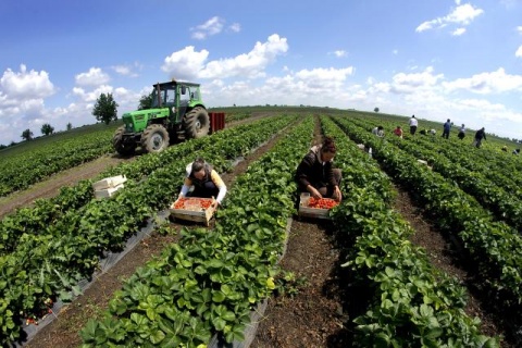 Клубничные поля в окрестностях сербского Нови-Сада