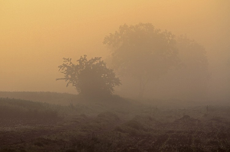 Утро в окрестностях Нови-Сада в мае 2016 г. 