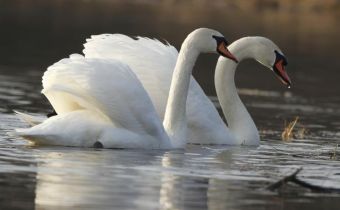 Лебеди на Дунае в окрестностях Нови-Сада