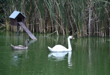 Летний день в белградском зоопарке