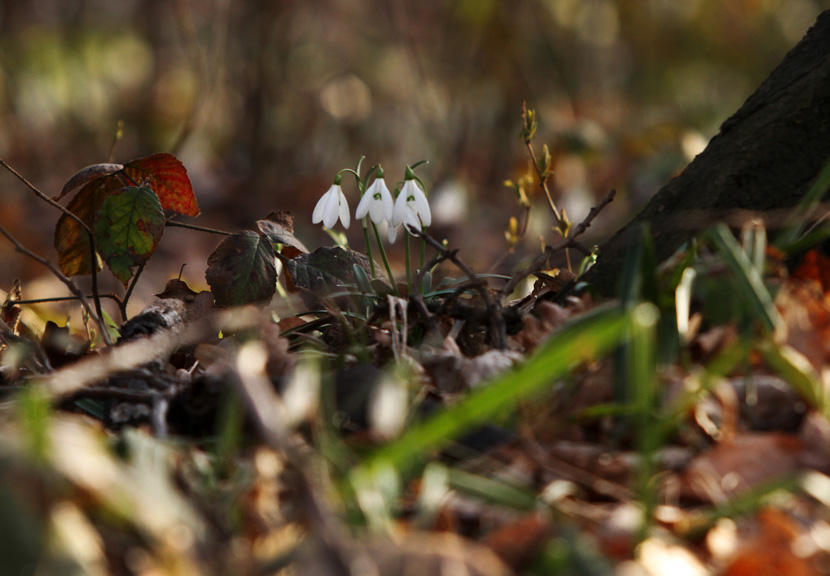 Подснежники на Фрушка-Горе вблизи Нови-Сада