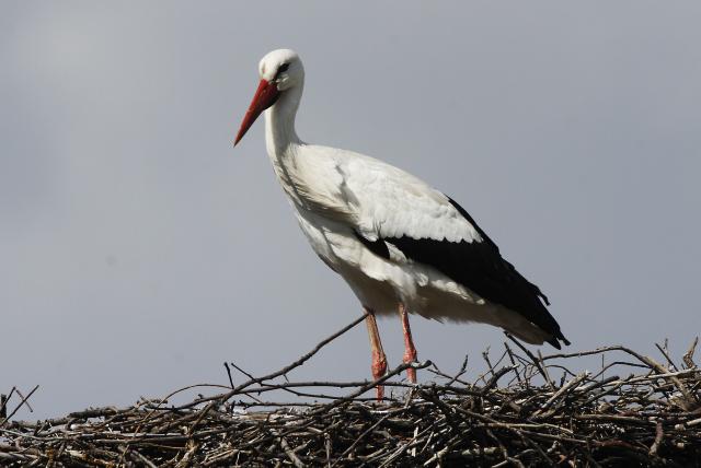 Аисты в сербском селе Тараш