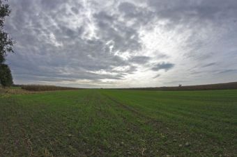 Поля пшеницы в окрестностях Нови-Сада