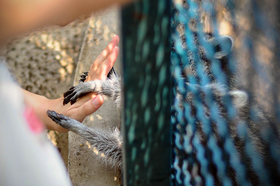 Енот в Белградском зоопарке