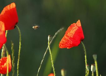 Пчелы на полях в окрестностях сербского Бездана