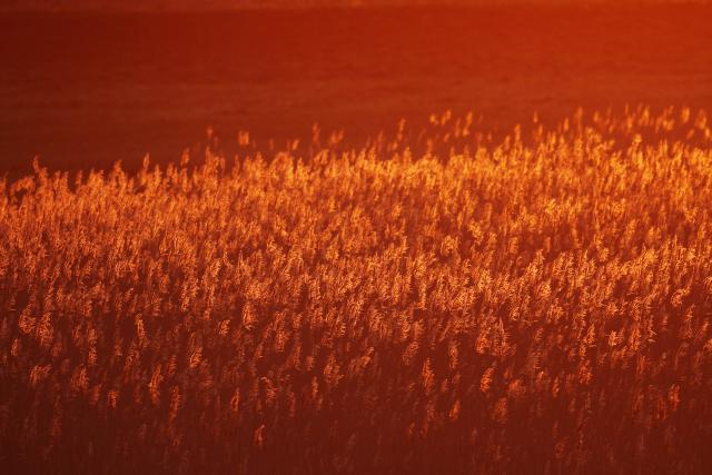 Рассвет в окрестностях сербской Сенты