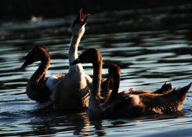 Лебеди на Дунае