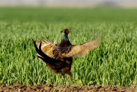 Брачные ритуалы фазанов в окрестностях Нови-Сада в Сербии