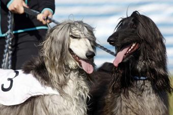 Бега борзых в Хорватии