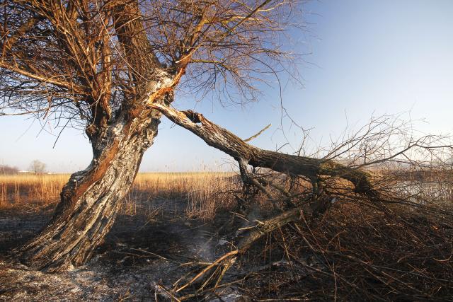 В Сербии частично выгорел заповедник "Ковильско-Петроварадинский рит"