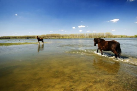 Весенний день на заповедном острове Крчединска-ада в Сербии