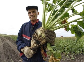 Сбор урожая сахарной репы в Сербии