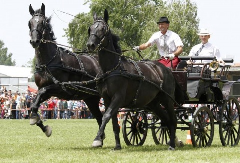 Шоу конных экипажей в сербском Нови-Саде