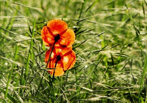 Весна на просторах Сербии