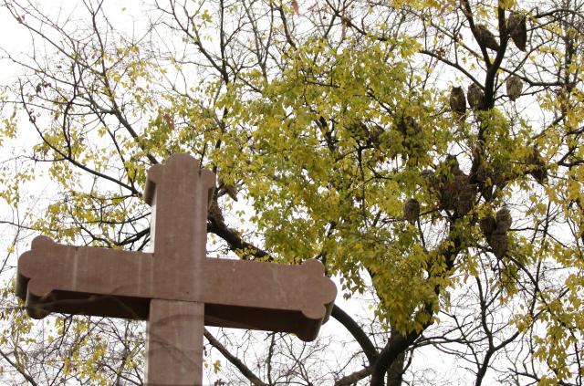 Совы в сербском городе Кикинда