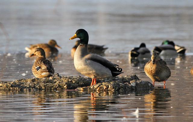 Утки на Дунае в сербском Нови-Саде