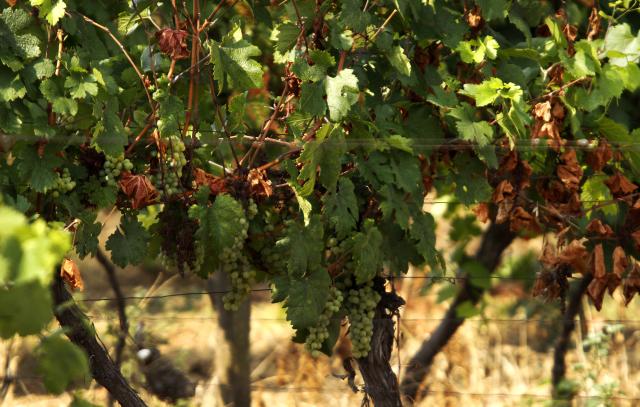 Виноградники в сербской местности Фрушка-Гора