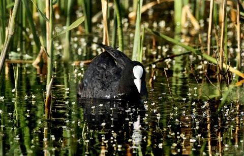 Птицы в окрестностях сербского Сомбора