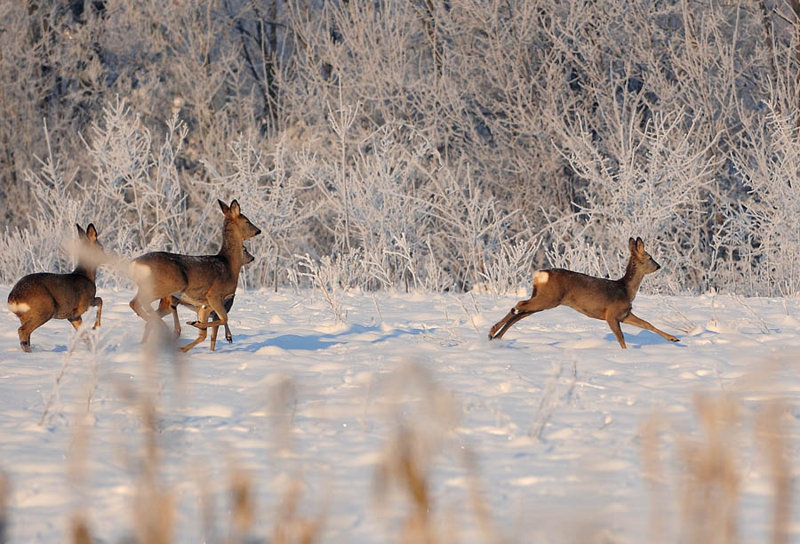 Морозная погода в Карловаце