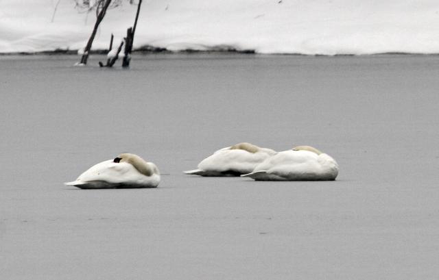 Зимние пейзажи Нови-Сада 