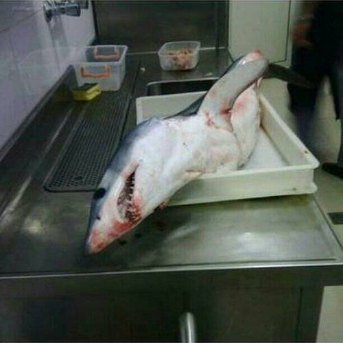 Пойманная у города Петровац акула. Фото: Facebook, Podgoricki vremeplov