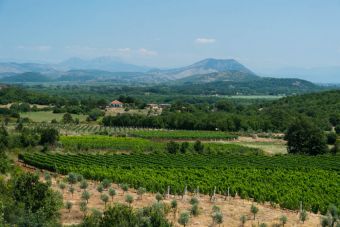 Винодельческий регион Бриска-Гора в Черногории