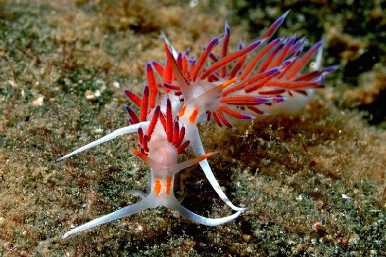 Голожаберные моллюски в Адриатике