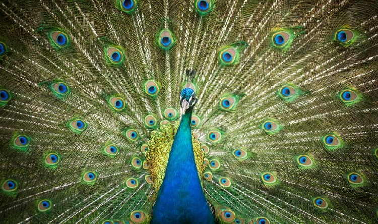 Павлин на хорватском острове Висовац