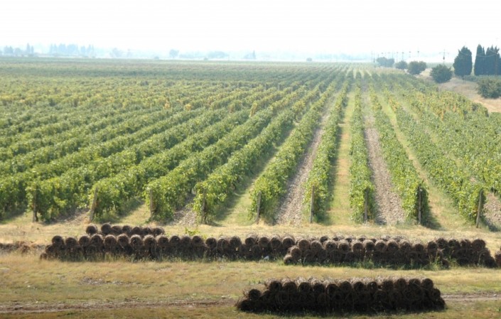 Виноградные плантации в Черногории. Фото: Vijesti.me