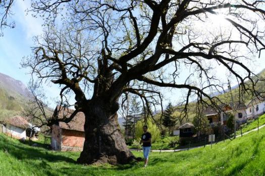 Древний дуб в сербском селе Дивляна