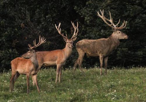 Олени в сербском национальном парке "Фрушка-Гора"
